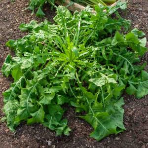 Chicorée à Feuilles Sauvage Amère Barbe de Capucin - Légumes d'Autrefois